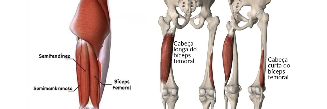 anaomia bic femoral.png