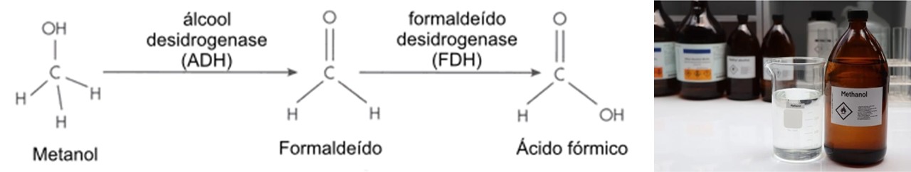 METABOLITOS METANOL.jpg