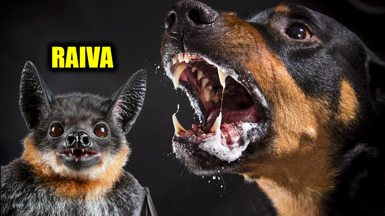 traiva .png