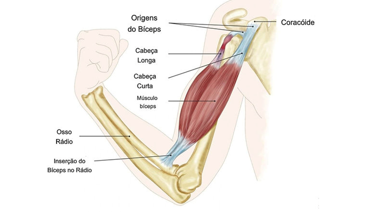 anatomia bic bra.png