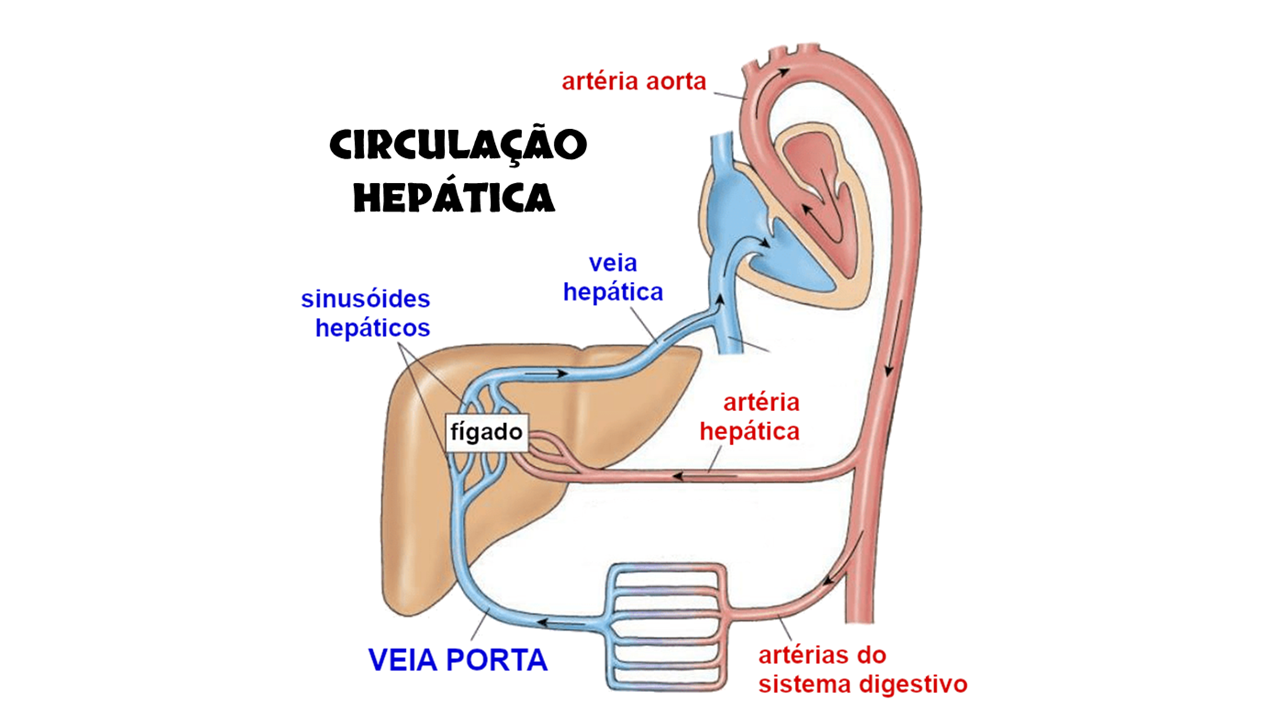 CIR COL HEP.png
