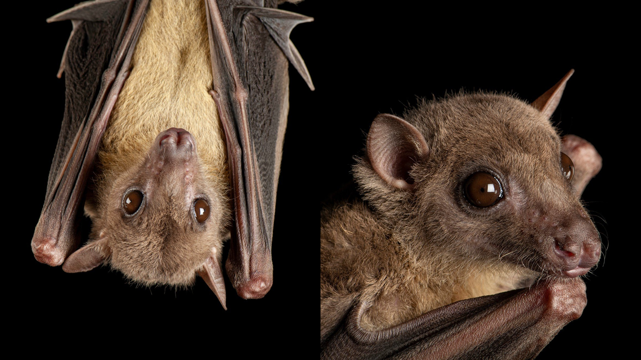 morcedo do virur de marburg.png