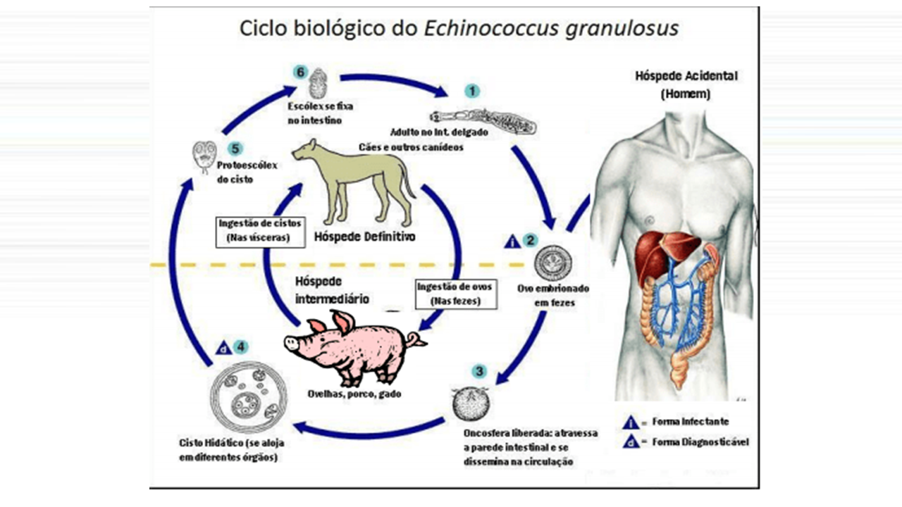 CICLO DE VIDA ECHINOCCOCUS.png